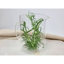 로즈마리 생잎 30g 수경재배, 1개