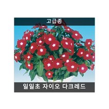 꽃이 계속피는 씨앗 씨앗] 일일초 자이오 다크레드 10립