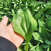 [웰굿] 산지직송 강원도 명이나물 잎명이 2kg, 단품