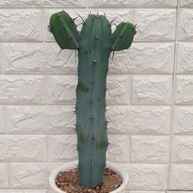 용신목 선인장46, 1개