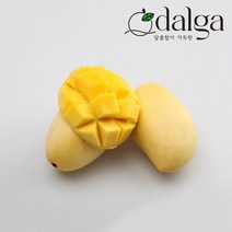 달가 직수입 카라바오 생망고 1kg~3kg, 카라바오 망고 M 12과 3kg내외, 1개