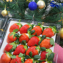 [금딸기] 크리스마스 홈파티 새벽에 수확한 GAP 생 딸기 킹스베리 설향딸기 800g 1.6kg, 특품 설향딸기 800g (20~30과)