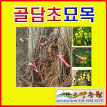 (G소망)골담초묘목(실생2년생) 7그루