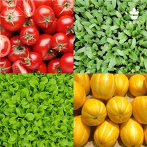 리틀플랜트 모종 모음 상추 고추 방울 토마토 옥수수 수박 참외 오이 호박 콩 텃밭 채소 깻잎 대파, 쌈채소모종, 아삭이상추 5개, 1개