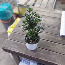 무배특가오렌지자스민 중품 야생화 식물 베렌다식물 거실가드닝 공기정화식물 반려식물 89S