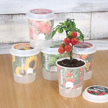 (꿈쟁이) 그로우 톡톡 - 마음을 노크하는 작은 정원 화분 _ 6501209EA, $ 해바라기
