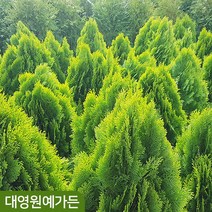 황금측백 키60cm내외 상록수 측백나무, 키60cm내외 흙분, 1개