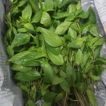 국내산 동남아야채 가파오 홀리바질 태국바질 베트남 채소 500G 1KG 아시안푸드 국내재배 까파오 훌라파, 종이박스, 1개, 가파오 500g