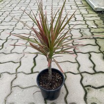 [가든테라스] 드라세나 마지나타 실내공기정화식물, 1개