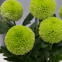 폼폰국화 [3포트] 그린 (복남이네 야생화 모종 가을꽃 pompon), 1개