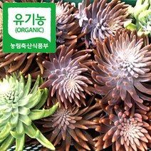 천호산와송농장 생와송 3kg+300g / 와송착즙 와송진액 와송분말 와송환, 1개, 유기농 생와송 3kg+300g