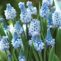 무스카리 아주레움 [3포트] (복남이네 야생화 구근식물 아주리움 muscari)블루
