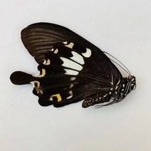 오리지널 나비 진짜 표본 날개 펴지 않은 곤충 나비목 과학 교육 수제 DIY 홈장식 홈데코 동상, 19