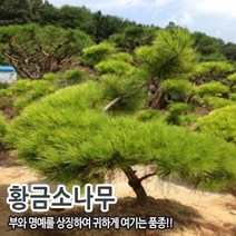 황금소나무 60cm 전후 분묘