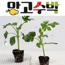 집에서 키울수 있는 망고수박 모종 20주