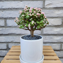 아악무 은행목 사랑무 외목대 칼라아악무 핑크아악무 다육이 인테리어 화분세트(식물화분세트), 원통형화분(받침대포함)