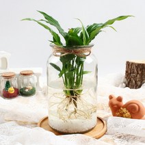 [바보사랑] 미미네가든 자동급수 시페루스 화분 키우기 세트, 상세 설명 참조, 상세 설명 참조