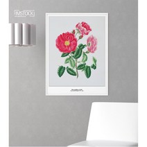 아이엠스톡 인테리어 액자 ﻿Rosa gallica 장미 029 캔버스액자, 캔버스(테두리 없음)
