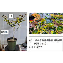 무늬동백(삽목 접목)대품 8종, 6번 해남복륜 접목