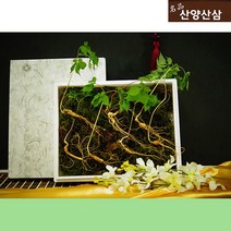 산양산삼 5년근 장뇌산삼 5뿌리 산양삼장뇌삼 장래삼 산양산삼주 가격 산삼주 50대 남자 엄마 사위 생일 팔순 시댁 80대 할머니 선물 부모님 환갑 60대 어르신 선물 장모님 아버지