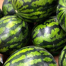 [미식한가] 비엠푸드 하우스 꿀 수박 (3kg-4kg)