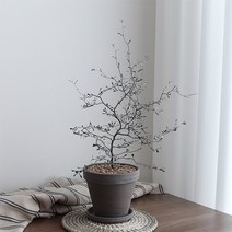 행복레시피 마오리 코로키아 실버(코토니스터)_독일그레이토분SET, 04-마오리_그레이토분SET(추가옵션 모두포함), 1개