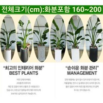 없음 [반값화분] 개업축하대형극락조(여인초) NASA공기정화식물 새집증후군새건물병증후군가정집거실사무실DP전용개업축하입주축하, 클래식그레이