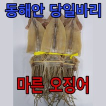 유성 일등 당일바리 마른 오징어, 5마리, 100