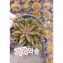 기와와송-오래된 집 기와 위에서 자라는 식용와송