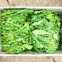베이비루꼴라 500g