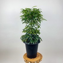 만냥금 백량금 Ardisia crenata