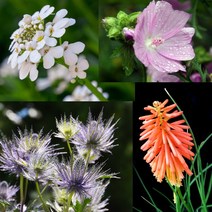 세계 니포피아 트리토마 이베리스 머스크멜로 사향아욱 에진지움 블루세이지 물망초 꽃씨 씨앗, 설악초