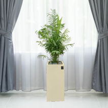 에코플랜트 관엽식물 개업축하화분 거실인테리어 화분배달[서울.경기 평일 당일배송(토요일 오후 일요일 주문건 월요일배송)] <지방배송불가 및 영종도 가평 강화도 배송불가>, 1개, 02. 테이블야자 검정” class=”wr-img”></a></div></p></div></p></div></p></div><div class=