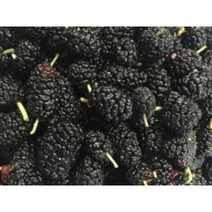 왕오디 묘목 5주