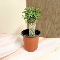 괴마옥 소품 초미니괴마옥 소형파인애플선인장, 1개