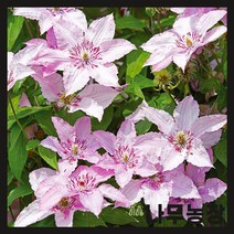 (나무농장) 클레마티스(크레마티스) 하글레이 하이브리드 P9 포트