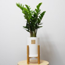 [베스트공기정화식물] 꽃피우는청년 중형 실내공기정화식물(원형 화이트 화분 + 우드스탠드), 금전수