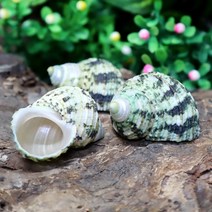 그린터보쉘(1.5~2.0cm)소라게쉘, 소:1.6~1.8cm