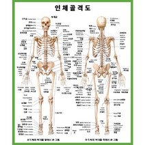 인체골격도 포맥스 실사출력 자체제작 상품, 1T, 옵션1, 무광 (-20000원)