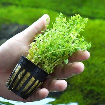 로타라 그린 1포트 - (포트수초 키우기쉬운수초), 단품