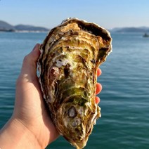 산지직송 통영 대왕굴 삼배체굴 생굴 1kg, 1개