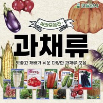 과채류 옥수수 토마토 호박 가지 당근 다양한 과채씨앗 모음, 참맛적콜라비