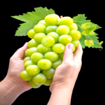 갤러리농장 블랙라벨 미친당도 18brix이상 산지직송 샤인머스켓 에어포장 백화점퀄리티, 특등급2kg, 1개