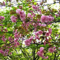 리서스원예 벚나무 겹벚나무 꽃나무 개화주 나무 묘목 R3-4, 겹벚나무 개화주R3-4
