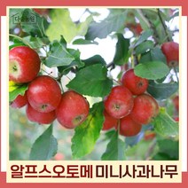 미니사과나무 묘목 알프스오토메 결실주(분) 1개