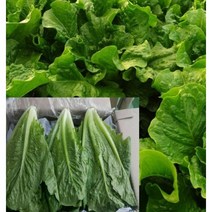 알뜰농장 국내산 통 로매인 상추 최상품 1박스 2kg 내외, 1개, 국내산 통 로매인상추 최상품 1박스 2kg 내외