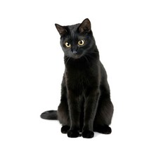 차량용 냉장고 미니 냉온장고 캠핑용 온장고 3Ratels CM29 사랑스러운 고양이 페르시아 Birman Bombay 영국, 12 CM29-13_02 20cm(7.87 inch)