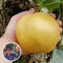 참쌀닷컴 나주로농산 나주배 15kg 가정용 흠집배, 1box, 15kg (14~20과)