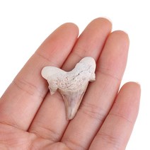 과학 상어 이빨 화석 관찰 세트 발굴1Pc Megalodon 치아 화석 상어 해양 생물학 과학 교육 표본 스타일 랜, 한개옵션0