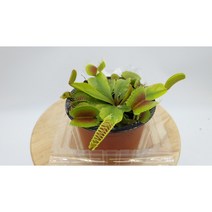 파리지옥(소품10cm x9)-묘목